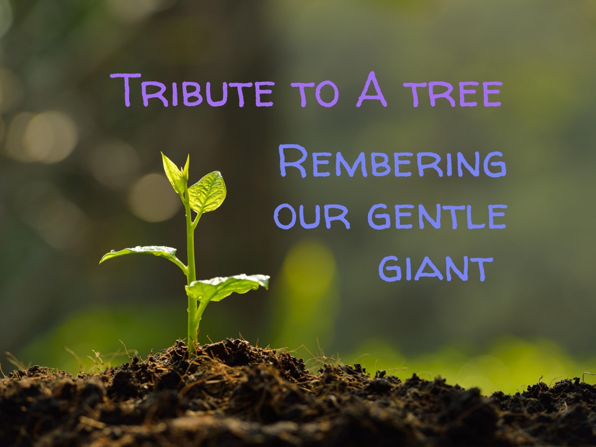21. Tribute to a Tree - Paying Homage to a Gentle Giant_JB Graphic.jpg